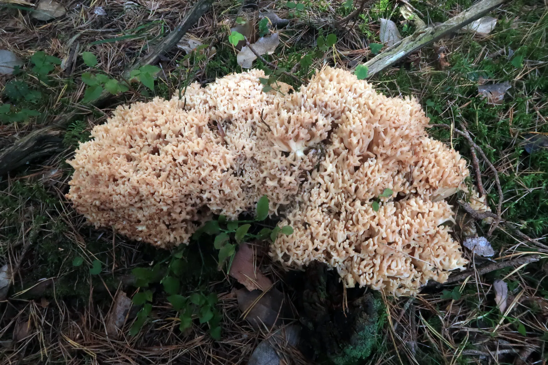 Ramaria pallida - 1 - IMG_7848